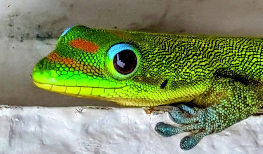 Eyem A Day Gecko Photograph by Lori Seaman
