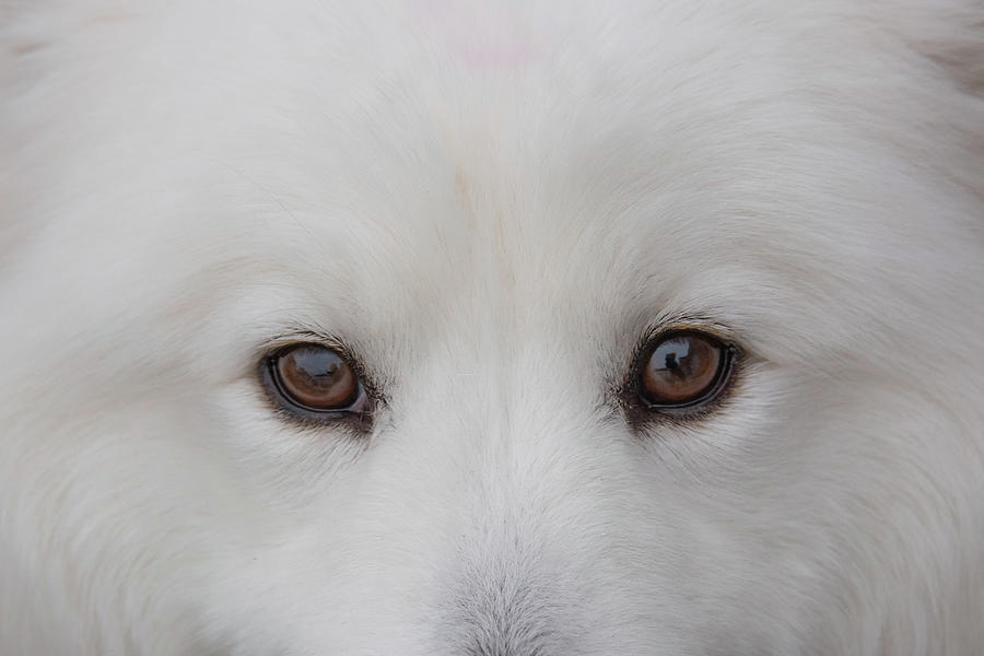 Eyes-Beautiful White Samoyed Dog Photograph by William Reagan - Pixels