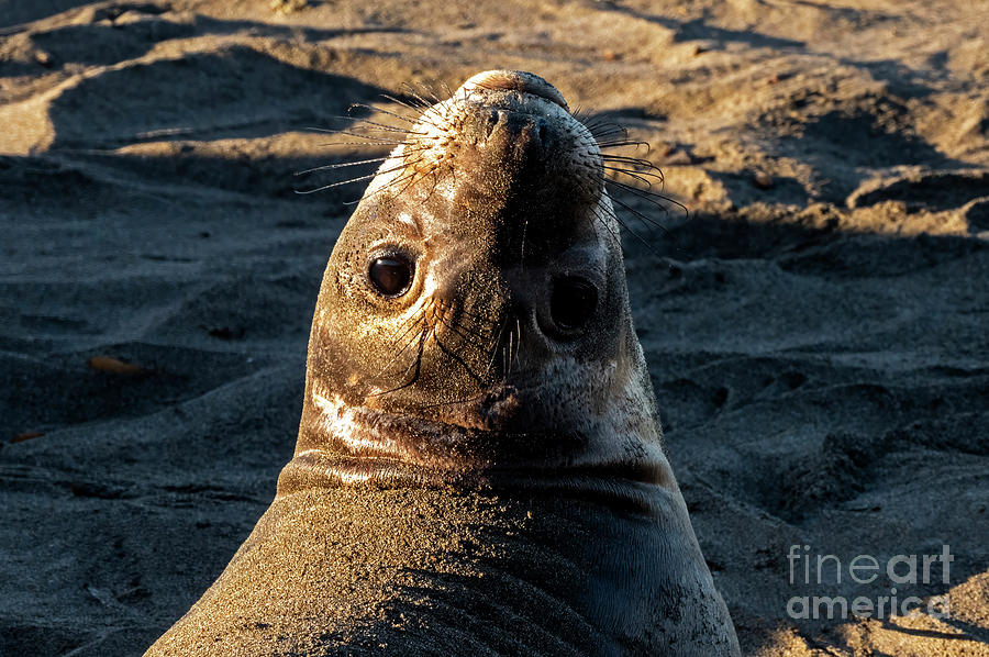 Eyes in the Back of His Head Photograph by Michael Dawson - Fine Art ...