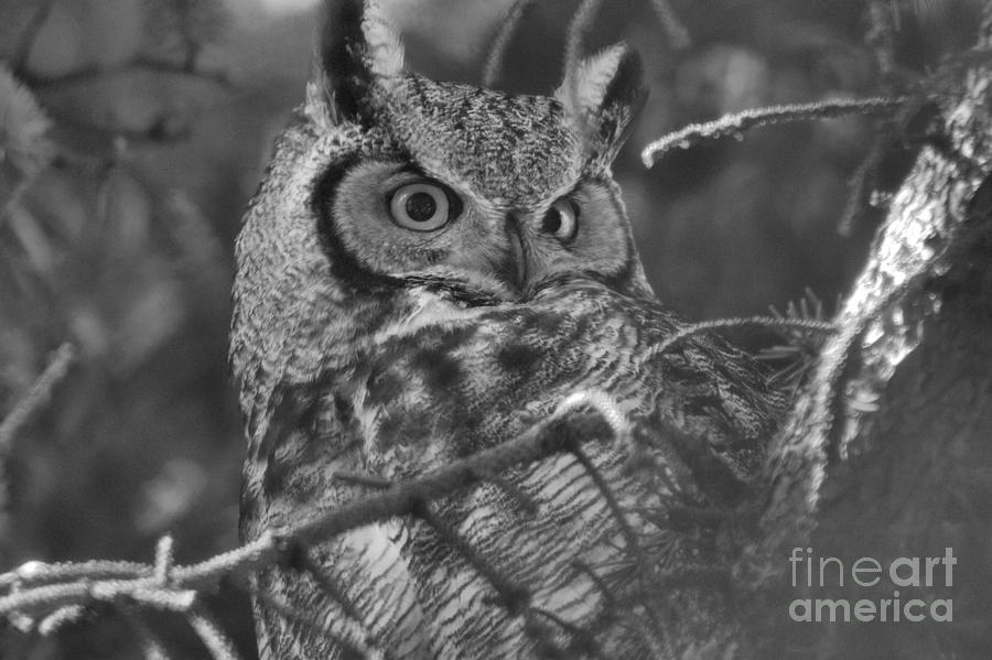 Eyes In The Camouflage Black And White Photograph by Adam Jewell