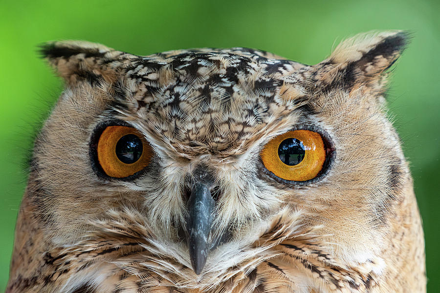 Eyes Photograph by Jim Miller