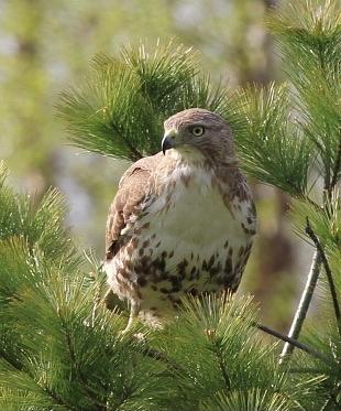 Eyes like a hawk Photograph by Debra Abby Longstreet - Fine Art America