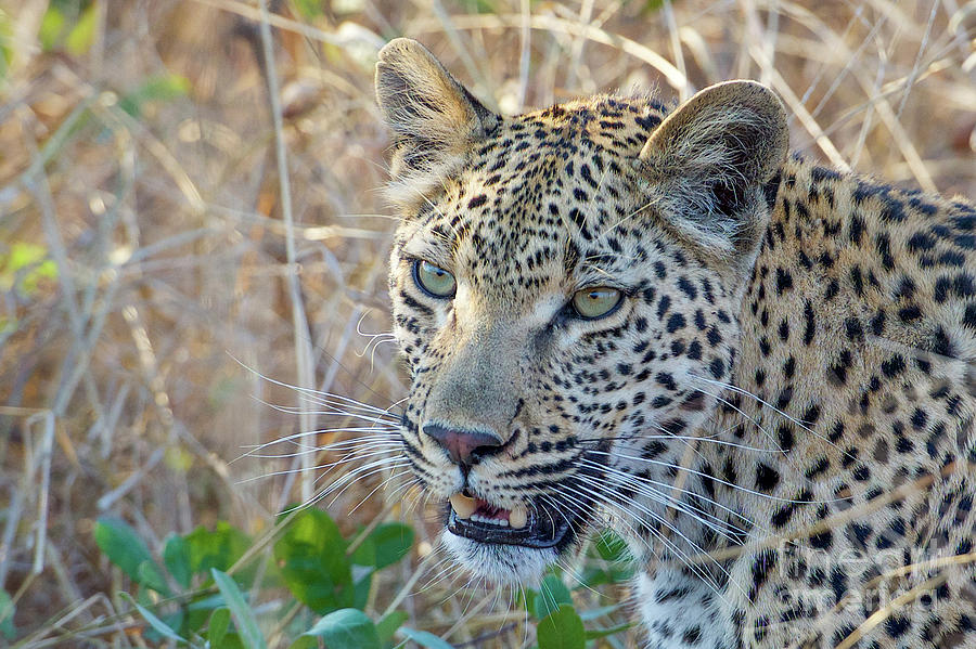 Wildlife Photograph - Eyes of a Leopard by Shawn Dechant