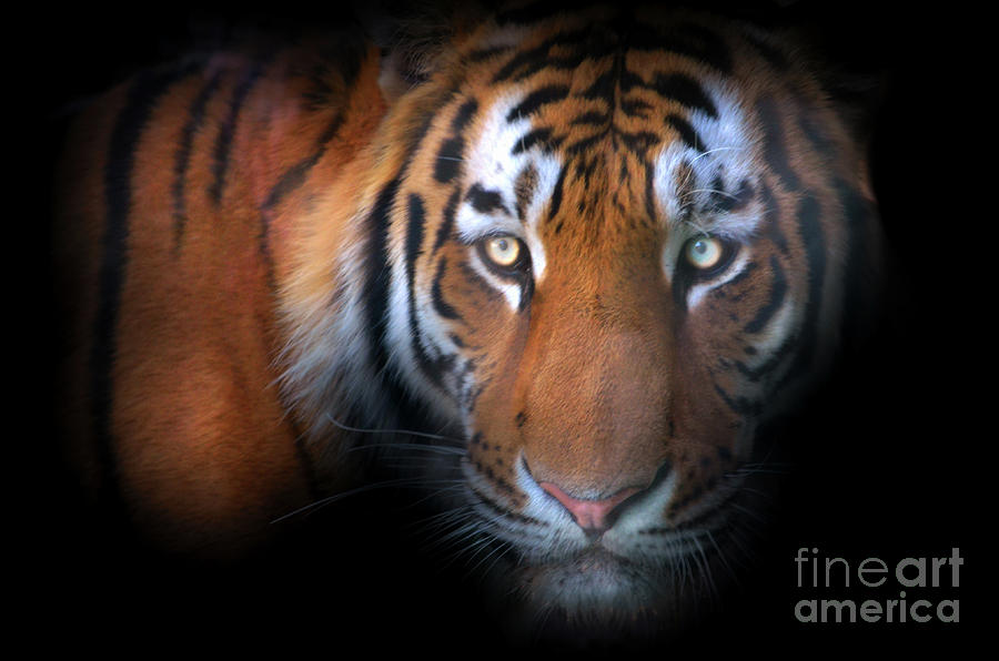 Eyes of a Tiger Photograph by La Dolce Vita