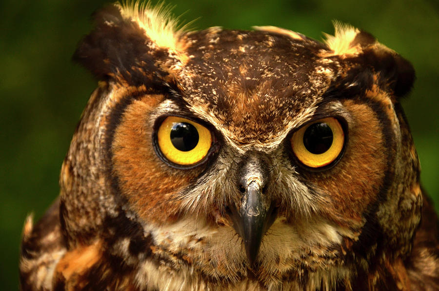 Eyes of an Owl Photograph by Eric Albright
