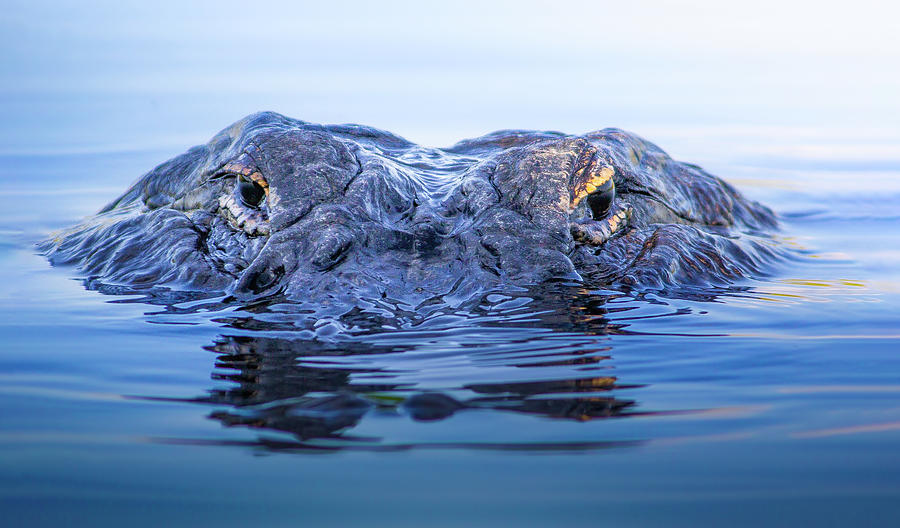 Eyes of the Everglades Photograph by Mark Andrew Thomas