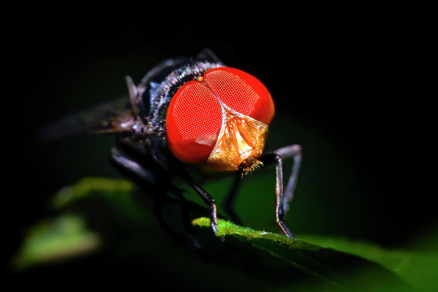 Eyes of the Fly Photograph by Mark Andrew Thomas