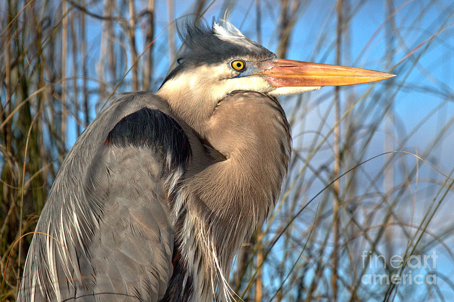 Eyes Of The Great Blue Heron Landscape Photograph by Adam Jewell
