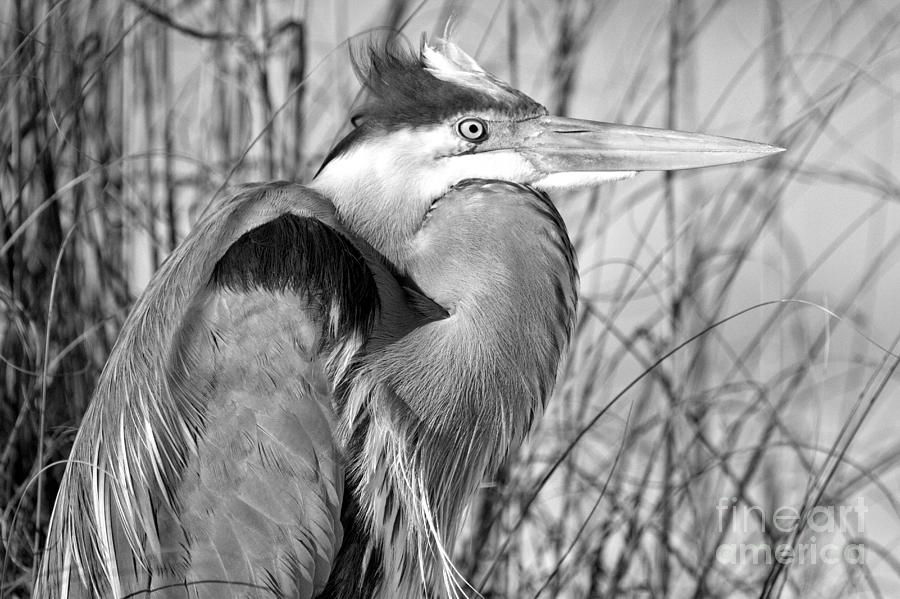 Eyes Of The Great Blue Heron Landscape Black And White Photograph by Adam Jewell