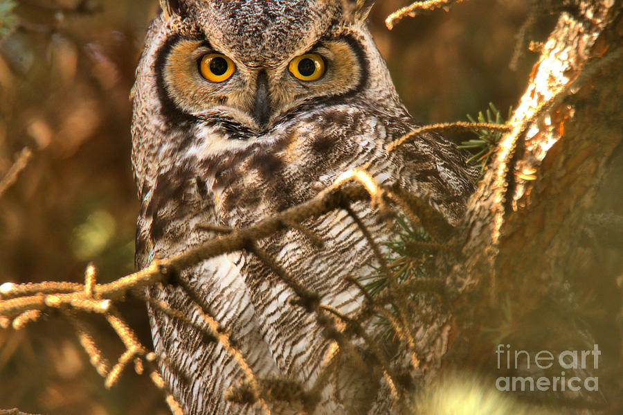 Eyes Of The Great Horned Owl Photograph by Adam Jewell