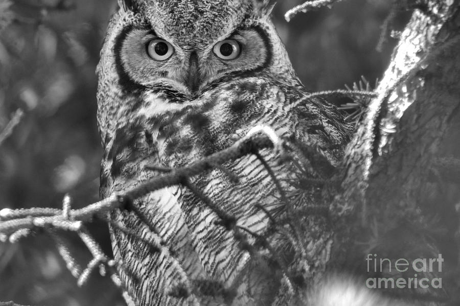 Eyes Of The Great Horned Owl Black And White Photograph by Adam Jewell