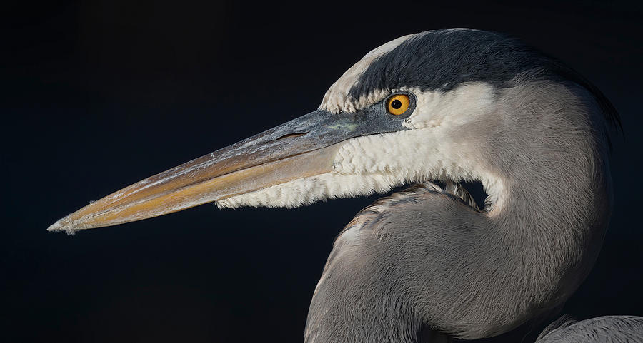 Eyes of the Heron. Photograph by Paul Martin
