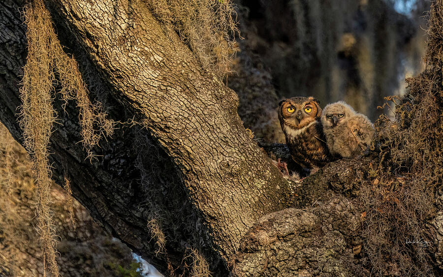 Eyes Of The Owls Mug Wrap 2 Photograph