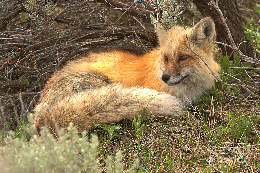 Eyes Of The Resting Red Fox Photograph by Adam Jewell