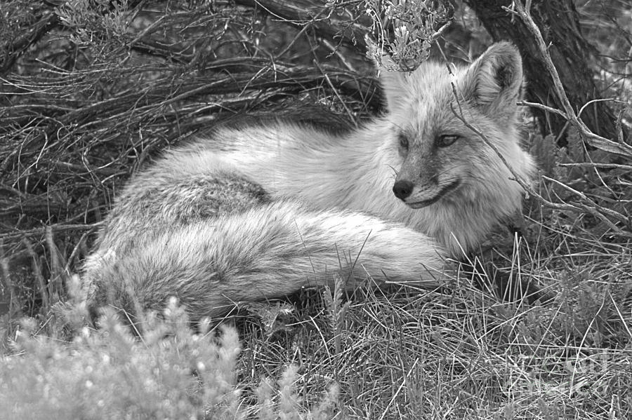 Eyes Of The Resting Red Fox Black And White Photograph by Adam Jewell