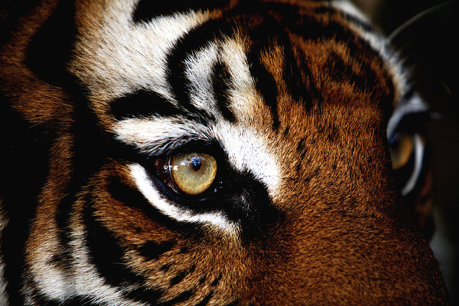Eyes of the Tiger Photograph by Brad Barton