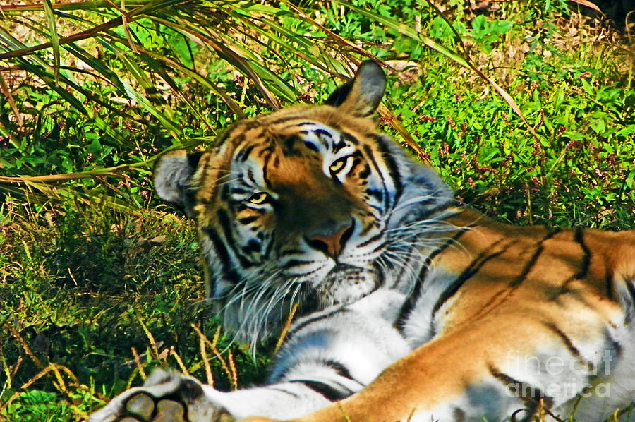 Eyes Of The Awakened Tiger Photograph