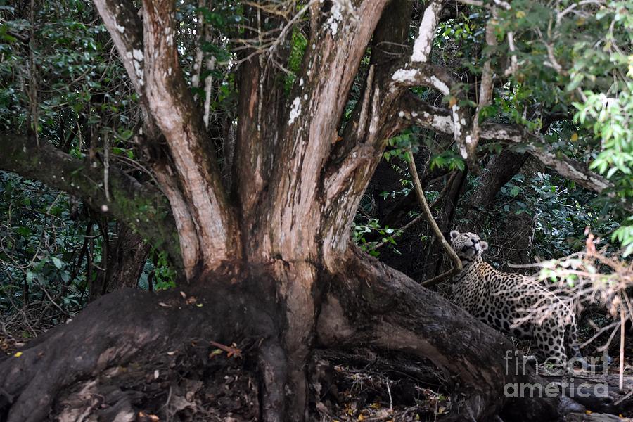 Jaguar Photograph - Eyes On The Prize by Dorinda Balchin Jaguar Photograph - Eyes On The Prize by Dorinda Balchin