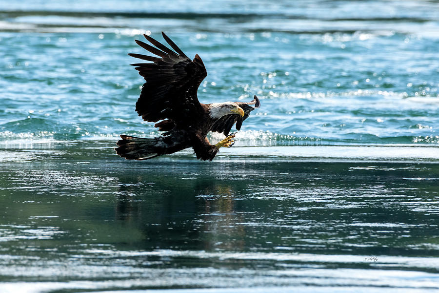 Eyes On The Prize - Eagle Art Photograph by Jordan Blackstone