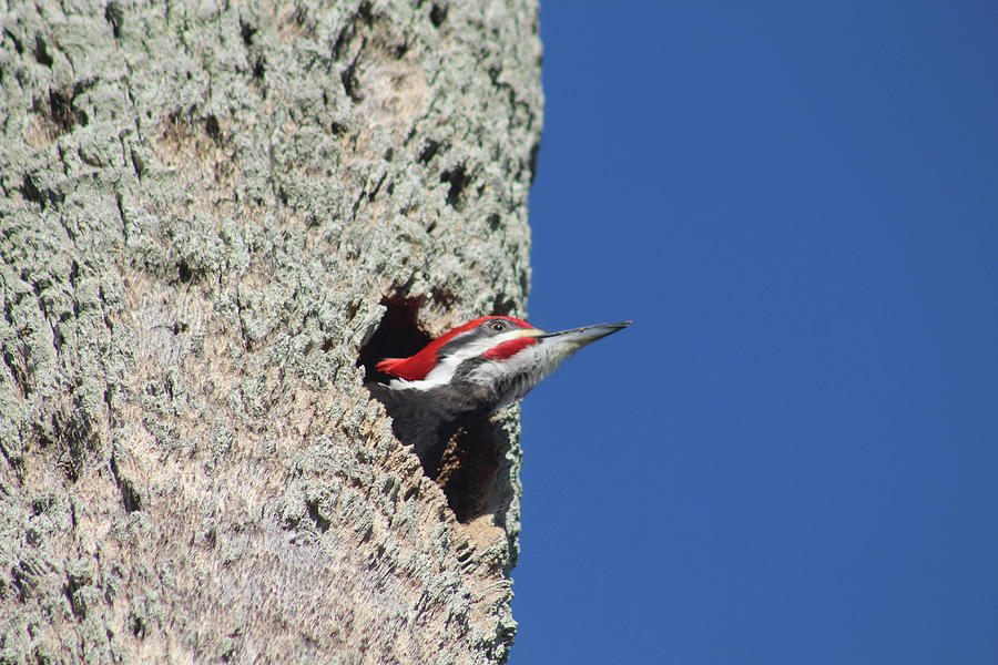 Eyes To The Sky Pileated Woodpecker Photograph by Robert Banach