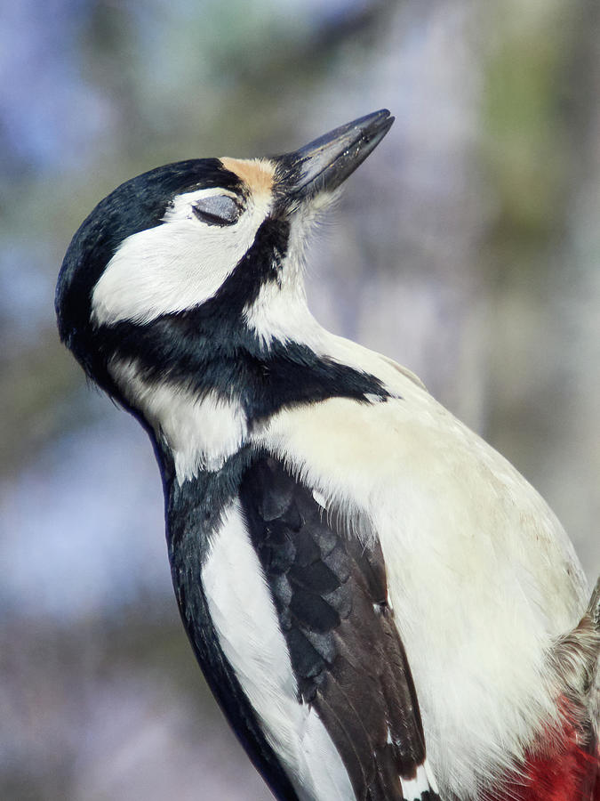 Winter Photograph - Eyes wide shut. Great spotted woodpecker by Jouko Lehto