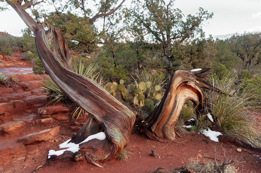Twisted Sedona Trees Photograph by Kathleen Lattimer Twisted Sedona Trees Photograph by Kathleen Lattimer