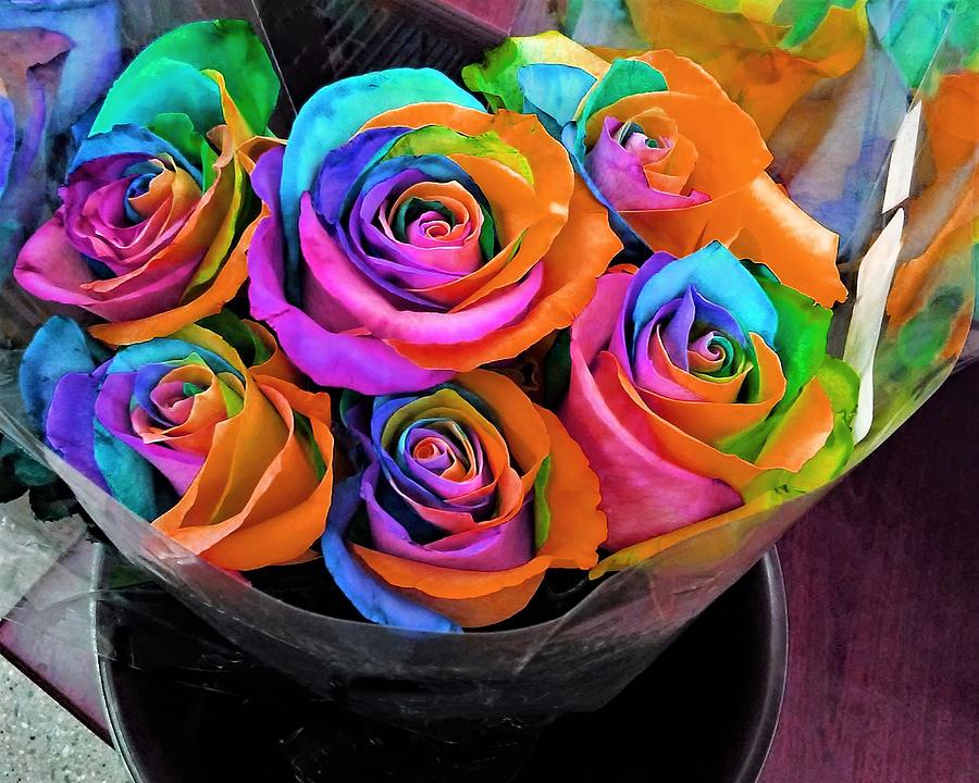 Fab Roses Rainbow Photograph by Andrew Lawrence