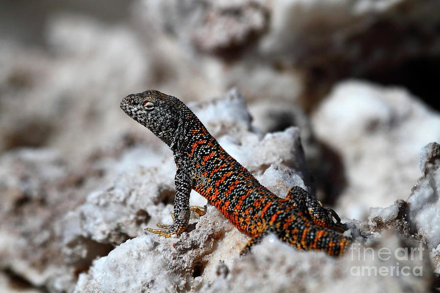 Wildlife Photograph - Fabians lizard Chile by James Brunker