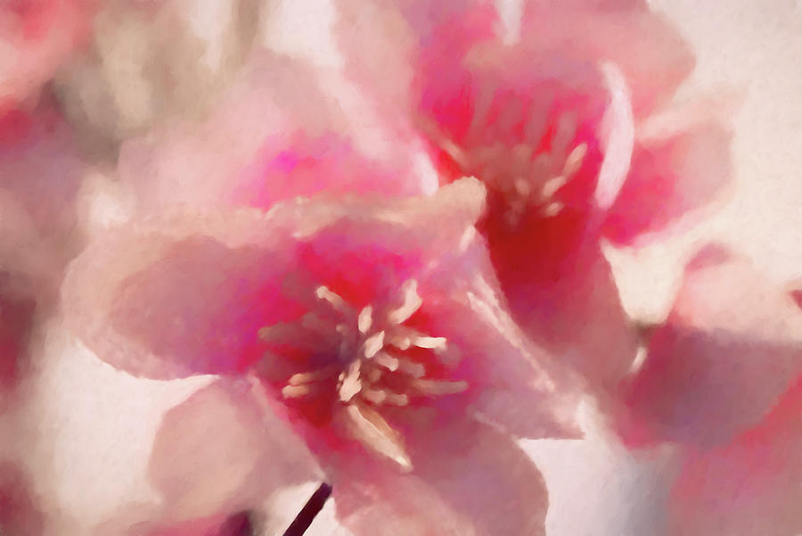 Fabric Blossoms Photograph by Mike Smale Fabric Blossoms Photograph by Mike Smale