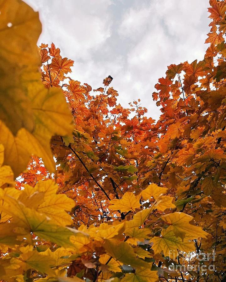 Fabulous autumn Photograph by Julia Bernardes