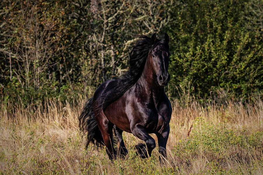 Fabulous Friesian Photograph by Wes and Dotty Weber