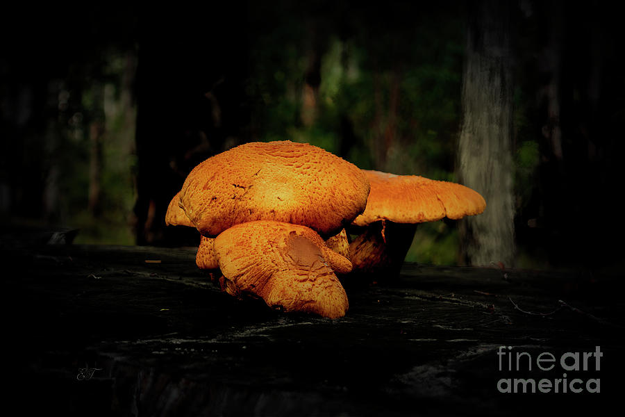 Fabulous Fungus Photograph by Elaine Teague