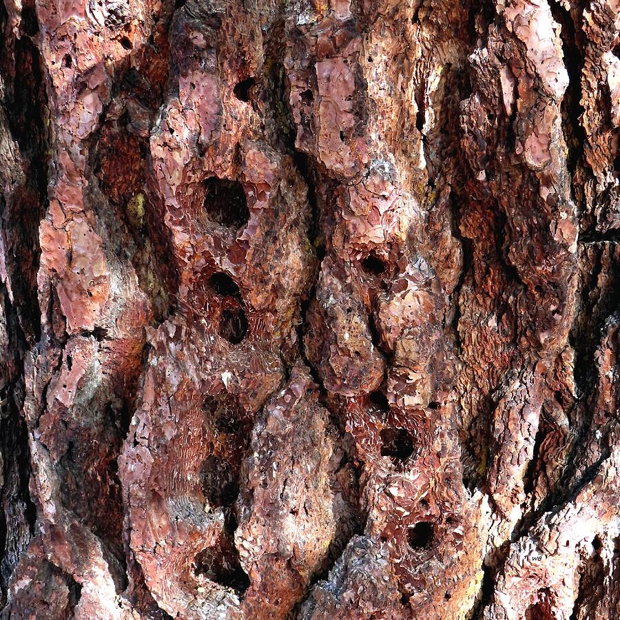 Nature Photograph - Fabulous Pine Bark Texture by Will Borden