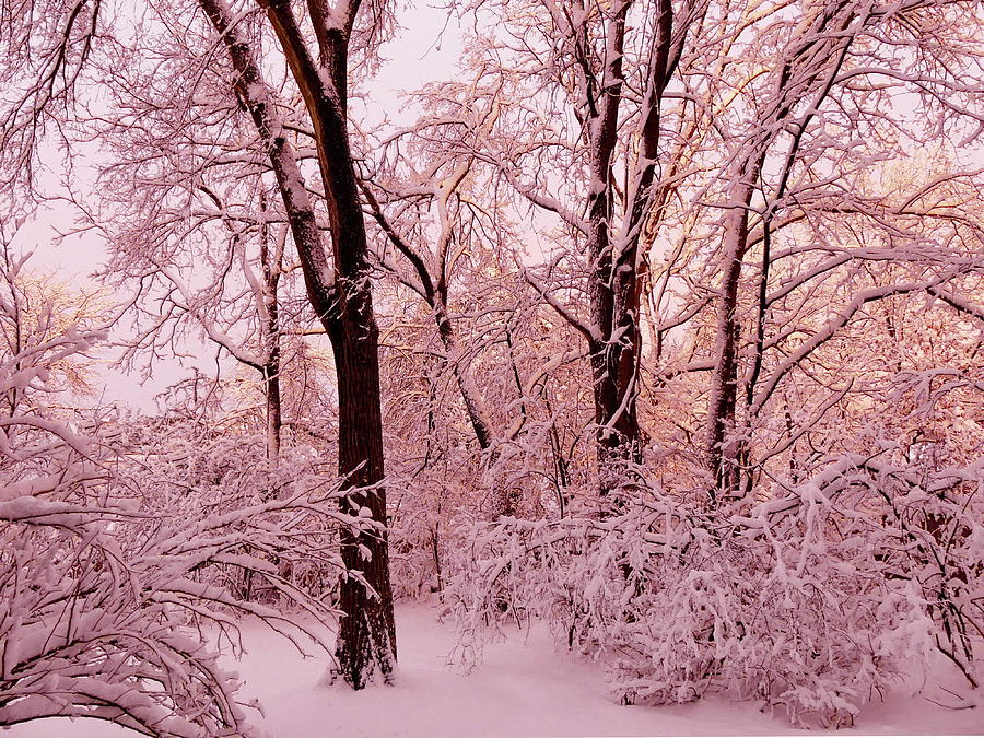 Fabulous Winter Evening Photograph by Lyuba Filatova