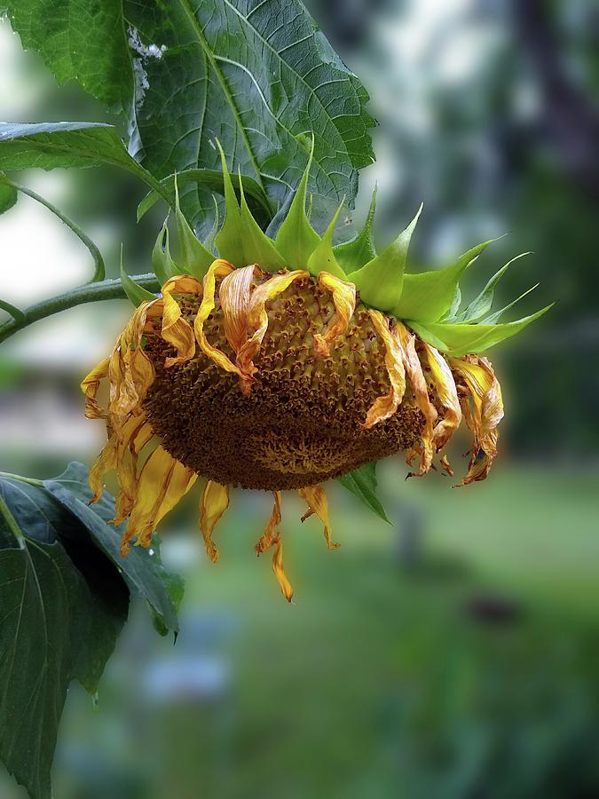 Nature Digital Art - Face Down Sunflower by Pamela Smale Williams