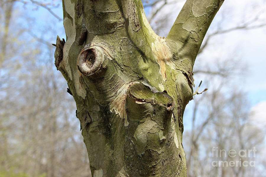 Face in a Tree Photograph by Karen Adams