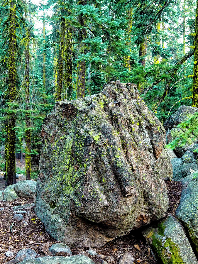 Face In Rock In Red Fir Flat 1 Photograph