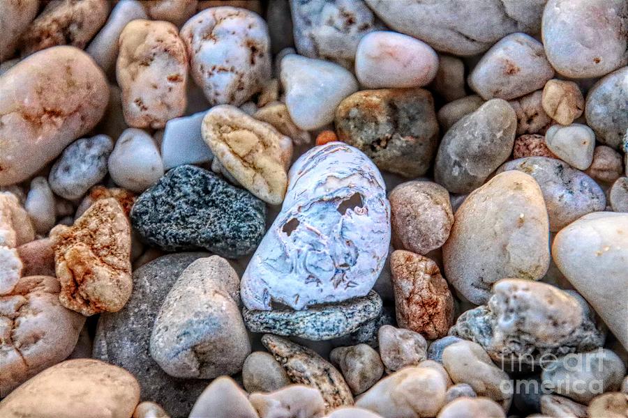 Face In The Shell Photograph by Karen Silvestri - Fine Art America