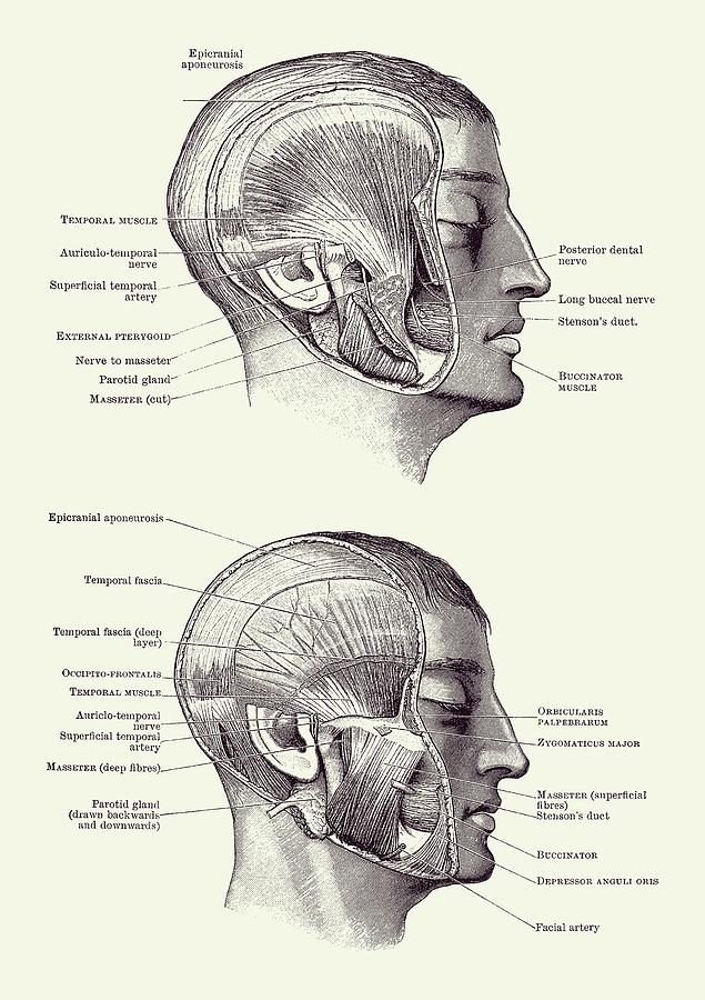 Human Head Anatomy. Hand Drawn Human Face Anatomy. Male Head Muscular  System Sketch Drawing. Part Of Set. Royalty Free SVG, Cliparts, Vectors,  and Stock Illustration. Image 150902114.