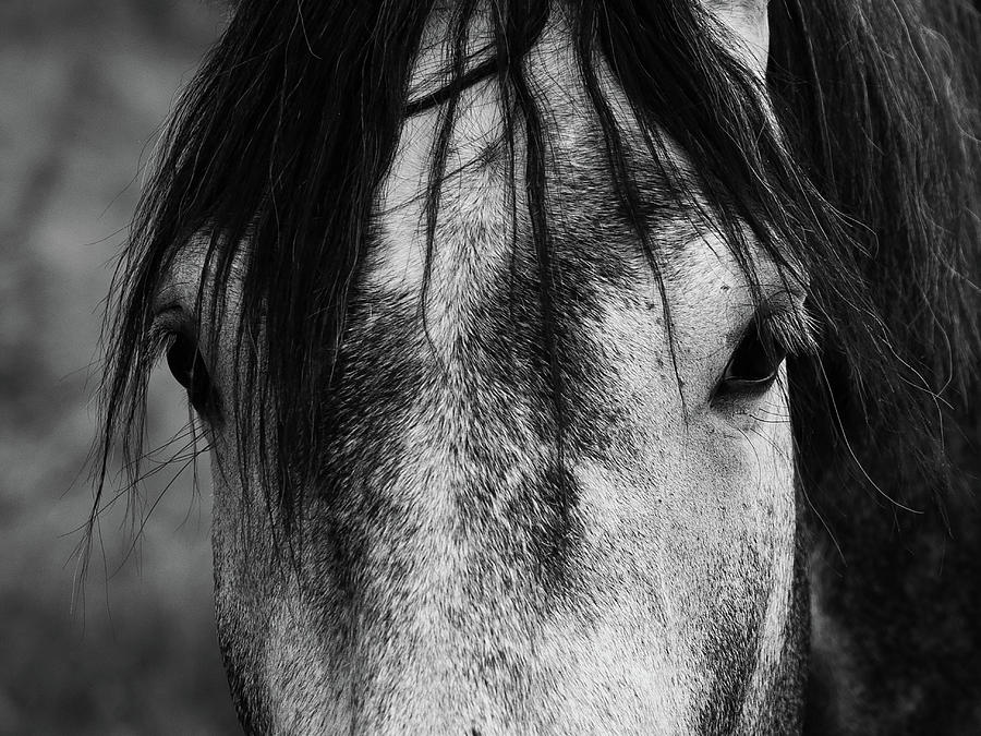 Face Of A Horse Photograph by Nicklas Gustafsson