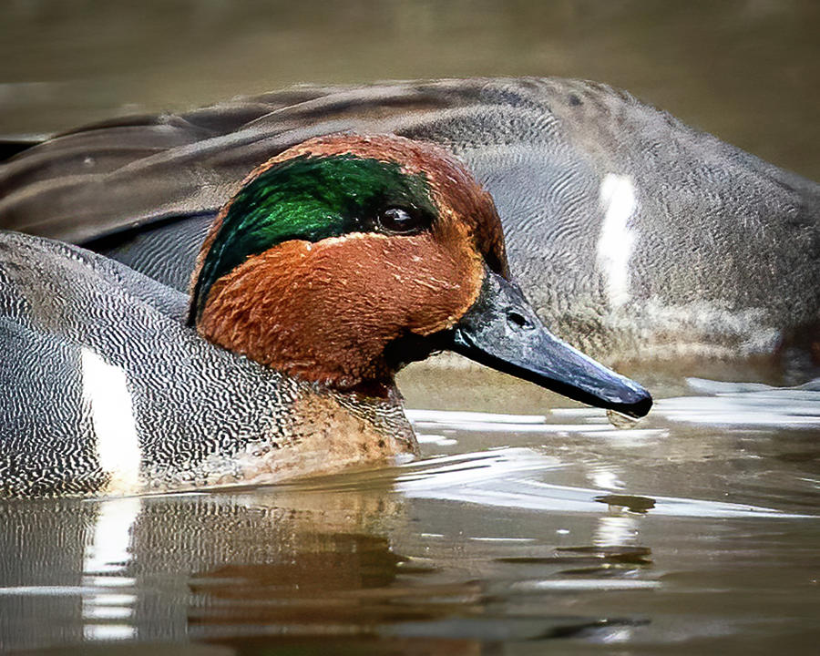 Face of a male Green Winged Teal duck Photograph by William Krumpelman ...