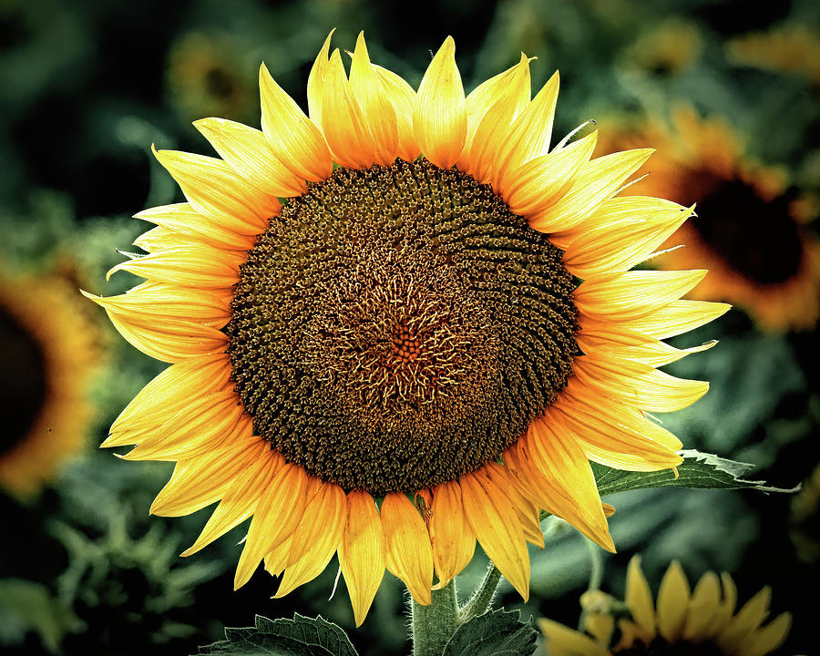 Face of a Sunflower Detailed Vignette Photograph by Bill Swartwout