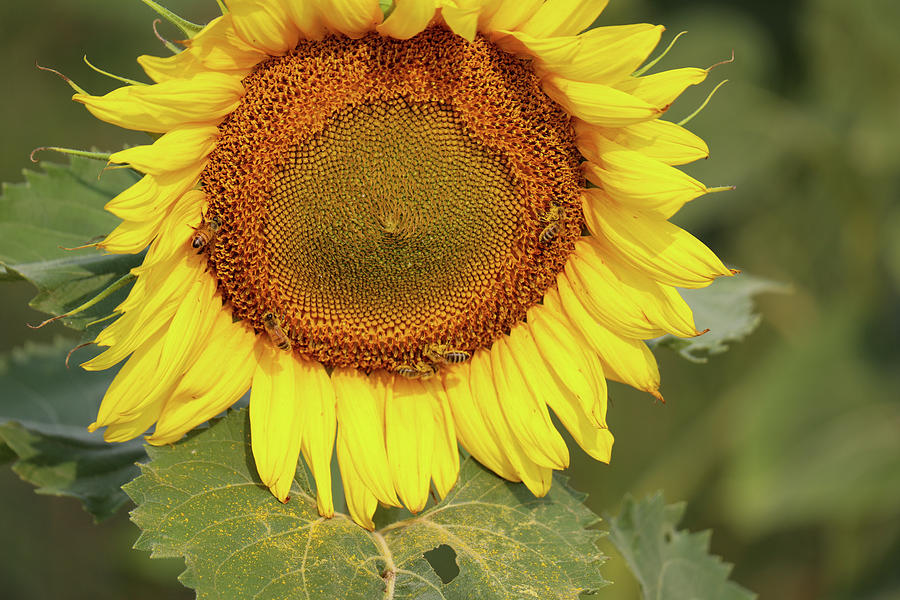 Face Of A Sunflower Photograph