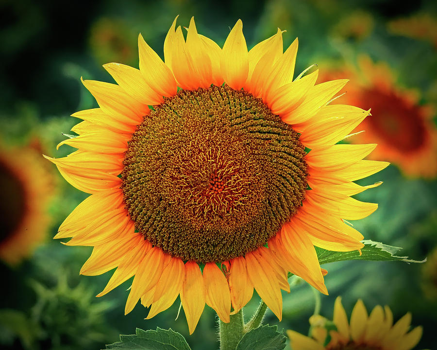 Face of a Sunflower Vignette Photograph by Bill Swartwout