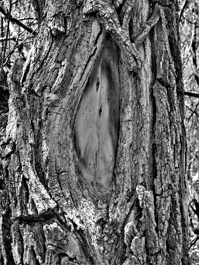 Face of a Tree Photograph by Amanda R Wright