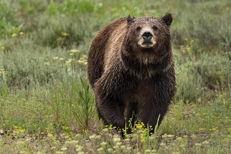 Face of Grizzly Photograph by Kelly VanDellen