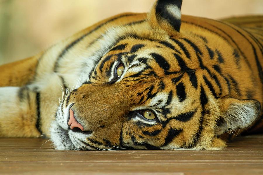 Face of Siberian tiger Photograph by Karen Foley