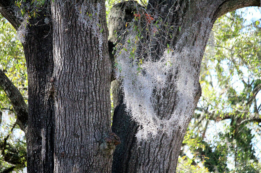 Face Of Spanish Moss Photograph by Cynthia Guinn