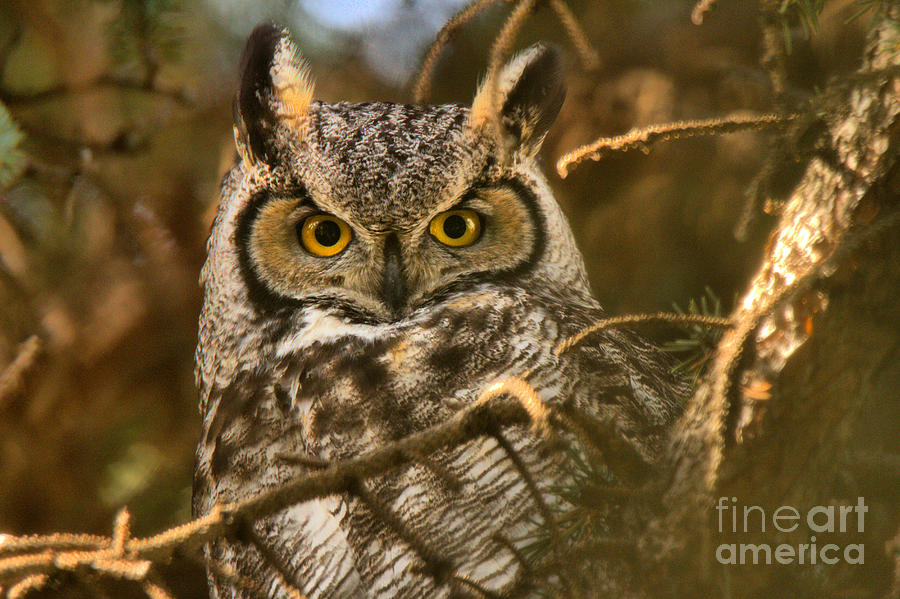 Face Of The Great Horned Owl Photograph by Adam Jewell