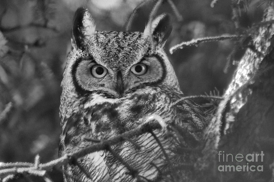 Face Of The Great Horned Owl Black And White Photograph by Adam Jewell